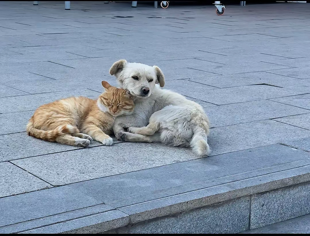 杭州哪里有收留流浪猫流浪狗的地方